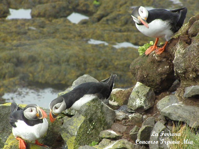 Puffin (pulcihella di mare): corteggiamento e visione laterale di un guardone