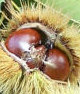 The chestnuts