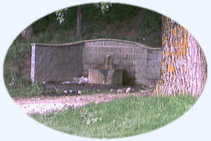 The fountains