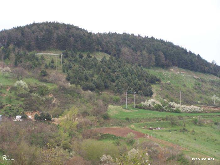La Pineta
