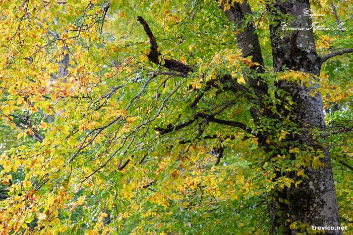 Faggio d'autunno