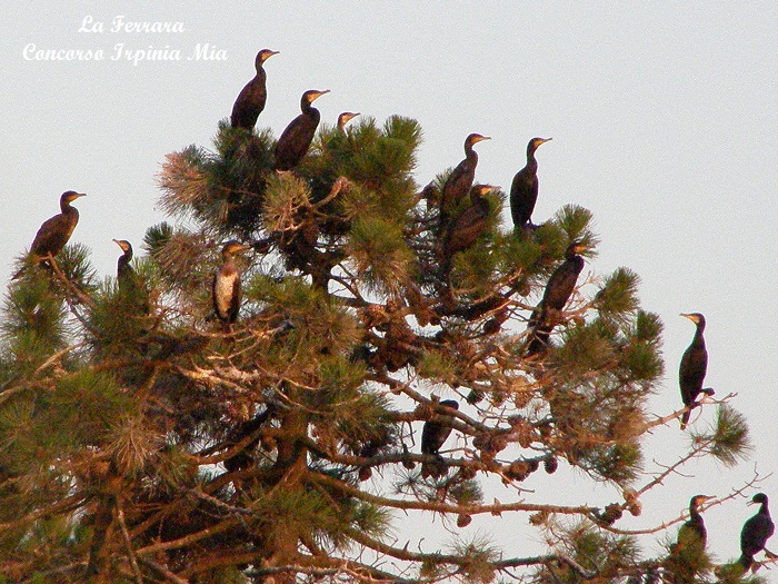 Cormorani al tramonto