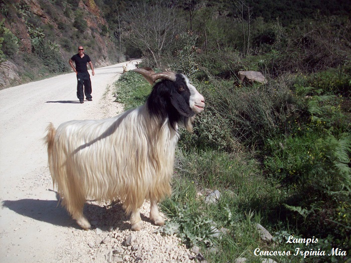 La capretta