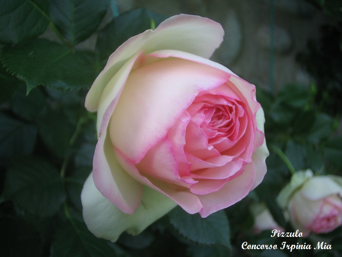 La rosa