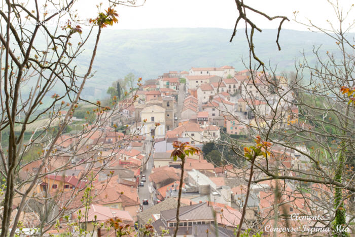 Carife tra i rami