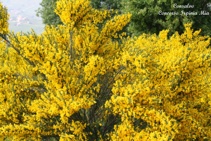 La ginestra