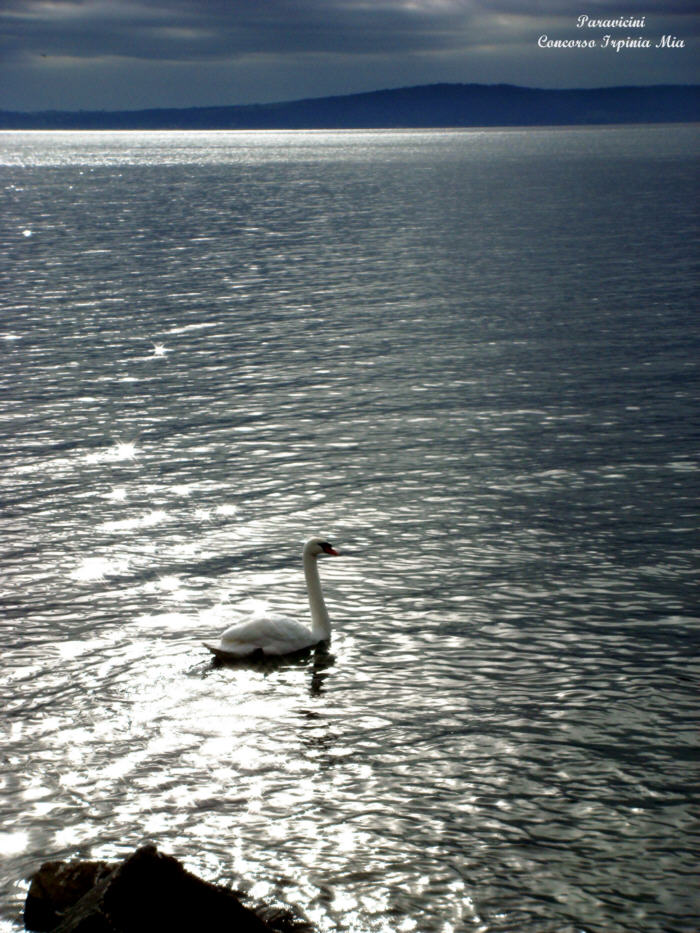 La notte del cigno