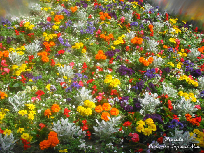 Tripudio di colori
