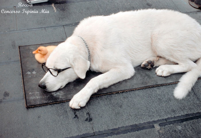 Cane con gli occhiali e l’anatroccolo napoletano