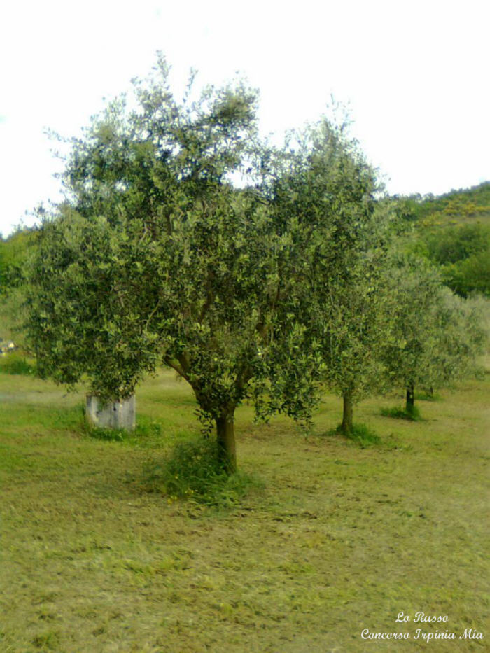 Il segno della pace