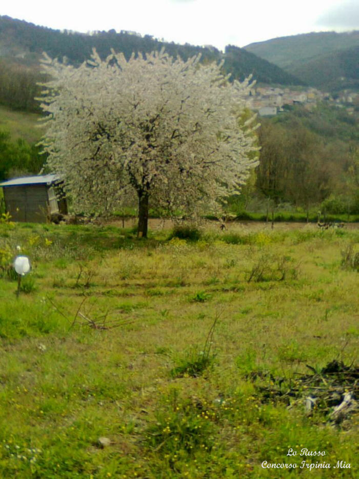 La nuvola bianca