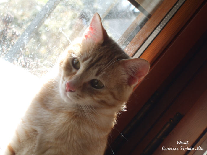 Gatto