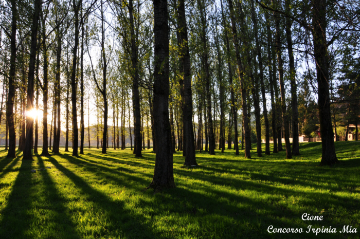 Il Verde dellIrpiniaUn gioco di Luci ed Ombre tra gli alberi