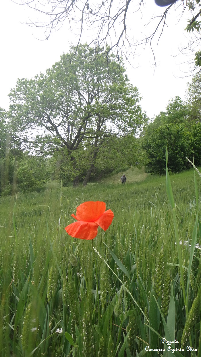 Il campo di grano