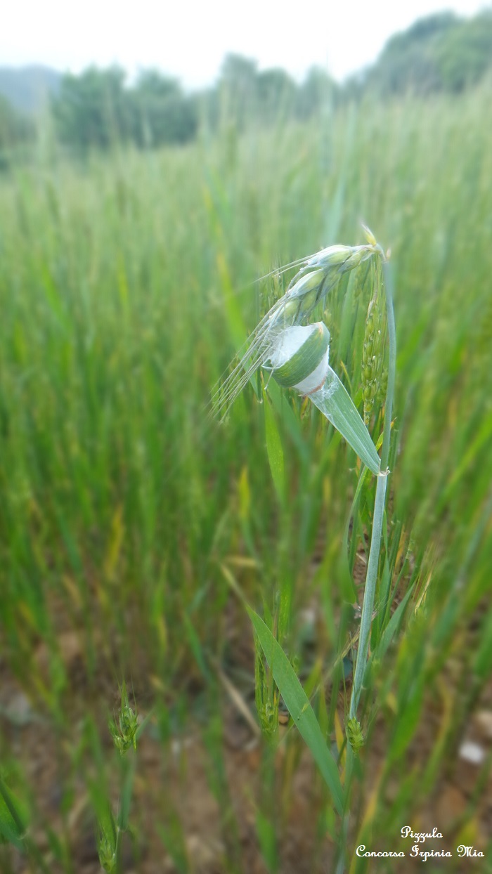 La spiga nella ragnatela