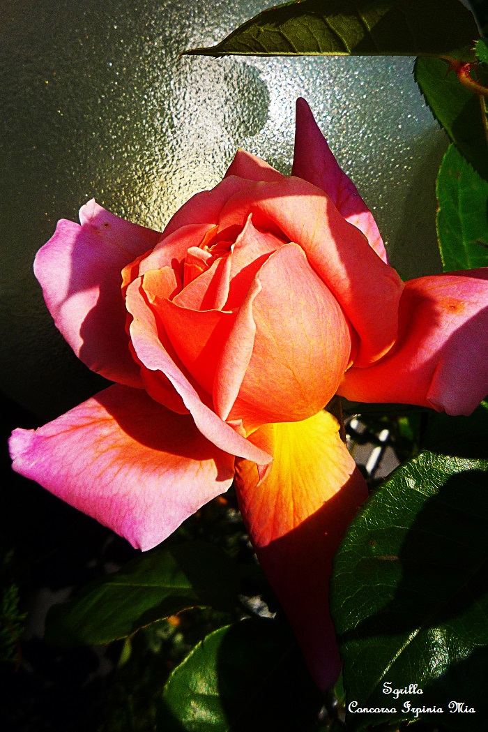 Rosa contadina