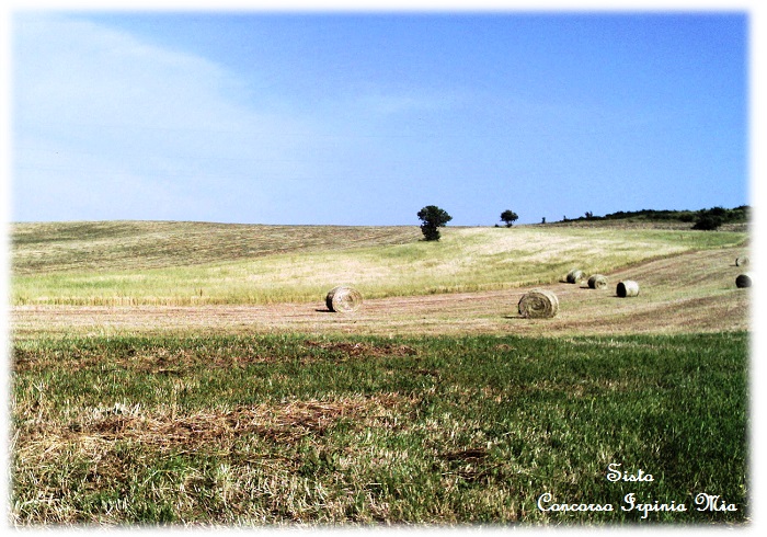 Campi