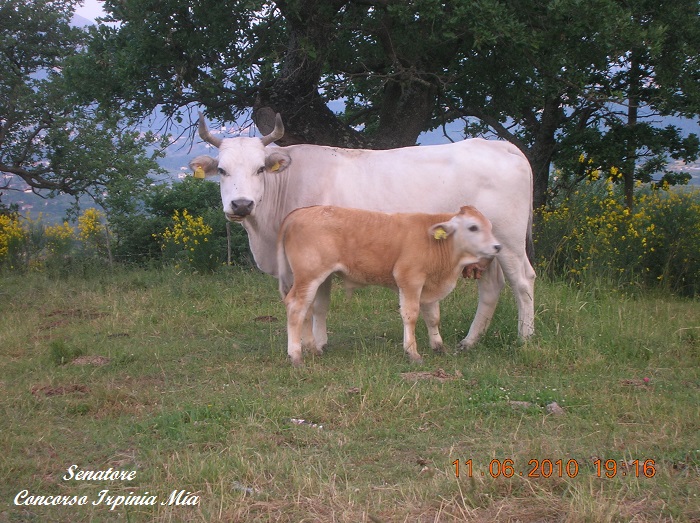 Natura libert amore