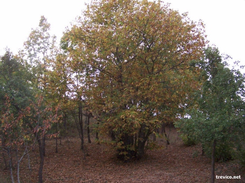 Le castagne
