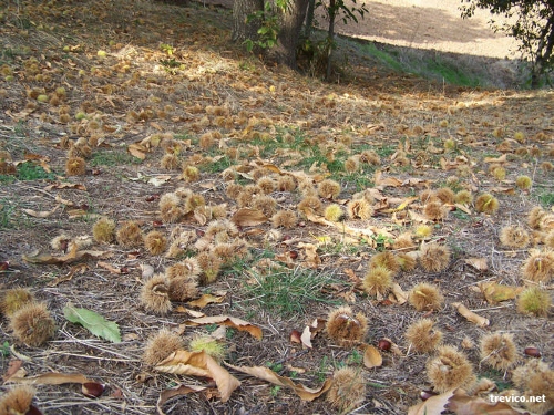 Le castagne