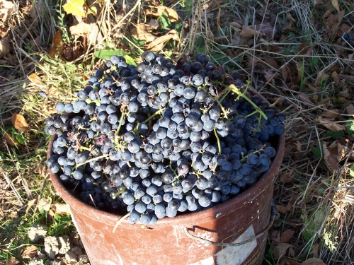Il vino