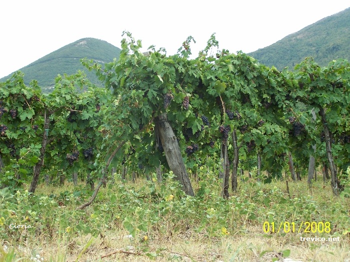 Vitigno