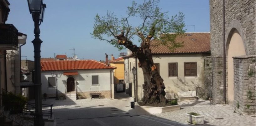Estate Trevicana